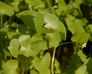 2008-03-16_37 Miner's Lettuce Cropped Thumbnail.jpg - 33565 Bytes